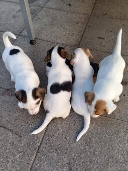 Jack russel teriér - 5