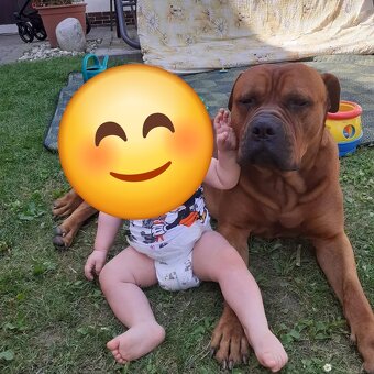 Pes ke krytí americký bandog - 5