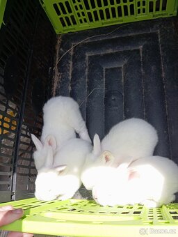 Králíky k chovu nebo na výkrm - 5