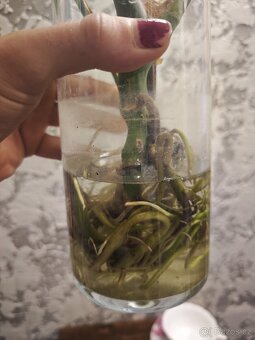 Monstera Deliciosa - 5