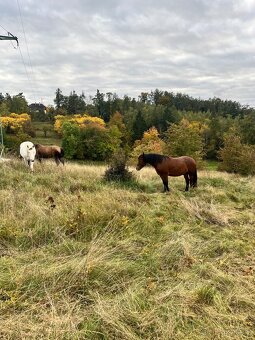 Pastevní ustájení u Štětí - 5