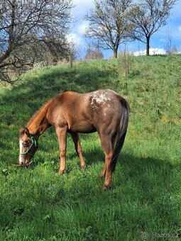 Appaloosa hřebeček - 5