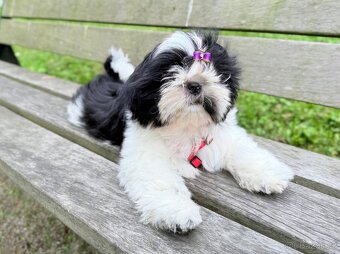 Shih-Tzu štěňatka - 5