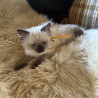 Ragdoll - koťátka - 5