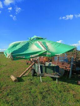 Prodám hospodský slunecnik - 5