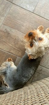 Jorkšírský teriér bez PP - 5