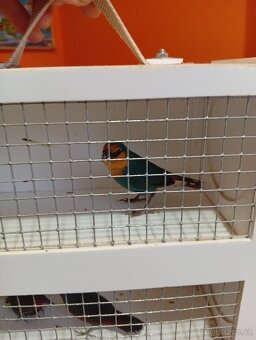 Amada papouščí červenohlavá, drobot - 5