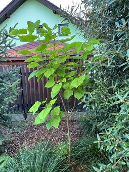 Rostlinky KATALPA královská - 5