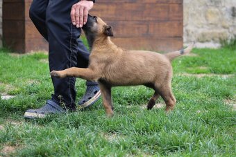 Belgický ovčák malinois s PP - 5