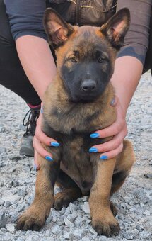 Belgický ovčák malinois - 5