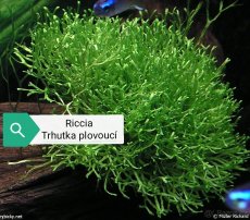 Nabízím k prodeji pravidelný prostřih z tohoto akvária - 5