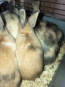 Zakrslý králíček barevný - 5