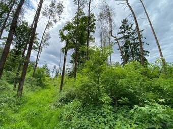 Lesní pozemek Lštění nad Zubřinou - 5