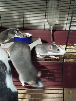 Potkani a barevné myšky - 5