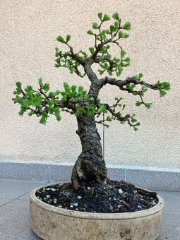 Bonsai, Bonsaj, jamadori, modřín - 5