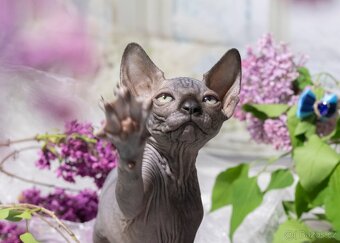 Sphynx - 5