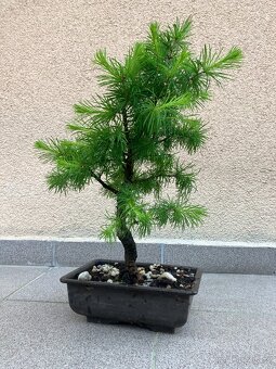 Bonsai, Bonsaj, jamadori, modřín - 5