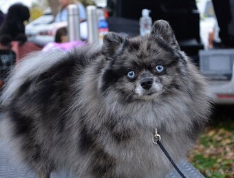 POMERANIAN - 5