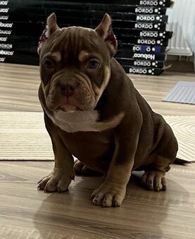 American bully extrém - 5