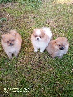 Pomeranian bez Pp - 5