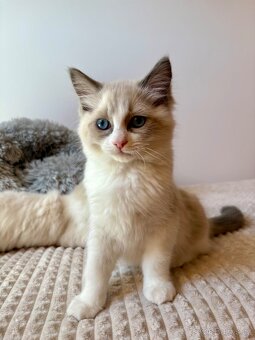 Koťata Ragdoll s PP - 5