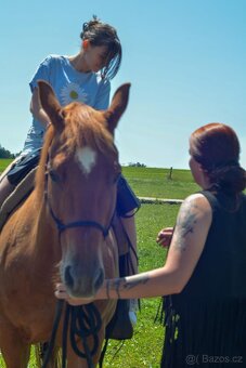 Valach Quarter horse - 5