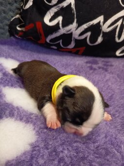 Bostonský teriér colorred - 5