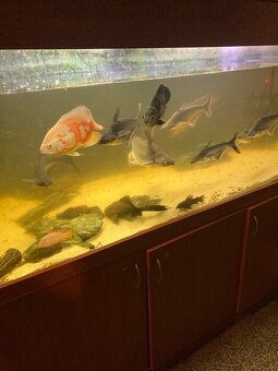 Velké akvárium s filtrací a skřínkami - 5