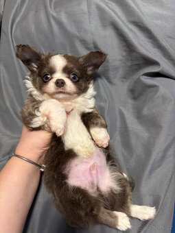 Chlapečkové čivava s PP FCI - 5