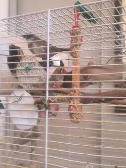 Prodám zebry chůvy,kanáři. - 5