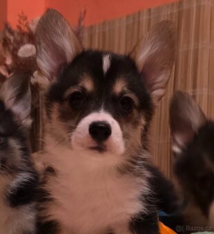 Welsh corgi pembroke  s PP - 5