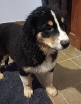 Australský ovčák bez PP - 5