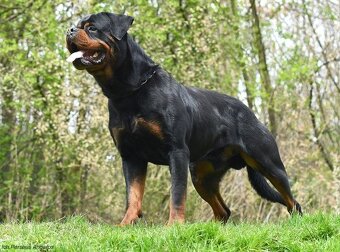 rotvajler - štěňata - 5