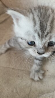 Britský stříbřitý kocourek whiskas s PP - 5