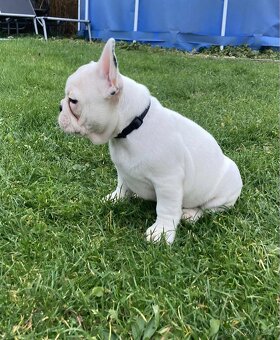 Francouzský buldoček bez PP - 5