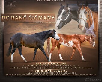 Perspektivní Paint Horse kobylka - 5