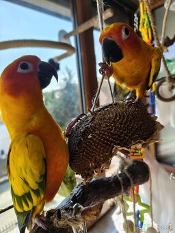 Prodám pár Aratingy sluneční - POUZE JAKO MAZLÍČKY - 5