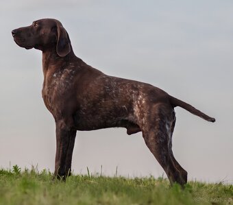 Německý ohař krátkosrstá štěňata - 5