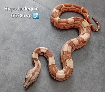 Hroznýš královský (boa constrictor) - 5