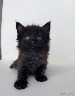 Mainská mývalí - 5