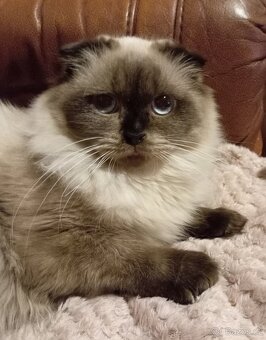 Skotská klapouchá, kotě, kočička. - 5