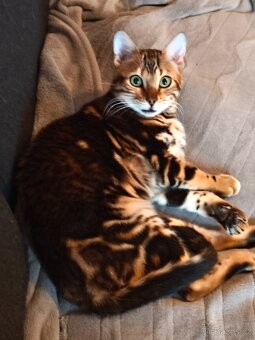 Bengálská kočka - 5