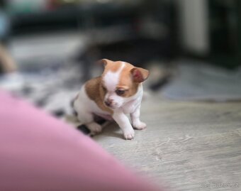 Čivava chlapeček - 5