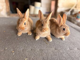 Burgundský kralik - 5