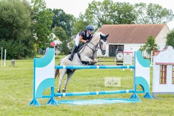 Pony valach do sportu - 5