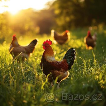 Kouhout Araukana, Ayam Cemani, Forverka, Brakelka - 5