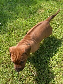 Prodám štěňátka Rhodeských ridgebacků s PP - 5