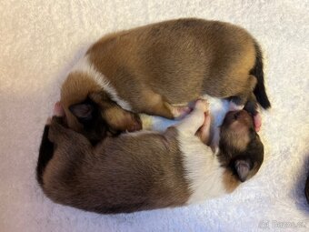 Skotská dlouhosrstá kolie - 5