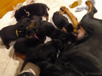 Rottweiler s PP (FCI) - 5