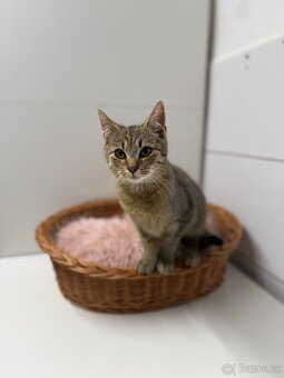 Pipin, mourovaté koťátko - 5